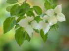 USA, Washington State, Seabeck. Kousa dogwood foliage and blossoms close-up. Art Print
